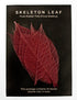 Rubber Tree Leaves - Maroon