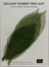 Rubber Tree Leaves - Green