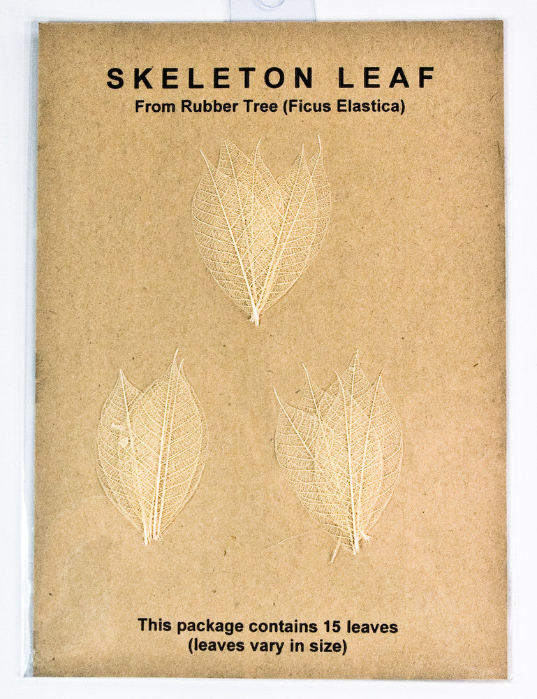 Rubber Tree Leaves - Natural