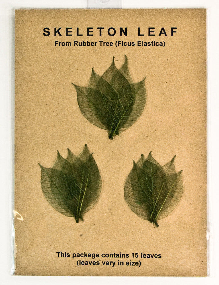 Rubber Tree Leaves - Green