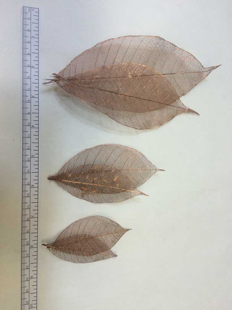 Rubber Tree Leaves - Copper